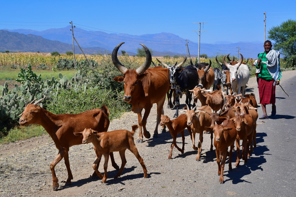 Mekele to Lalibela